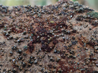 Natural Libethenite Crystals On Dolomite Matrix Specimens x 3 From Congo