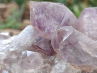 Natural Jacaranda Amethyst Clusters x 5 From Zambia