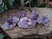 Natural Jacaranda Amethyst Clusters x 5 From Zambia