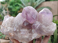 Natural Jacaranda Amethyst Clusters x 5 From Zambia