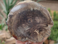 Polished Petrified Wood Slices x 3 From Gokwe, Zimbabwe