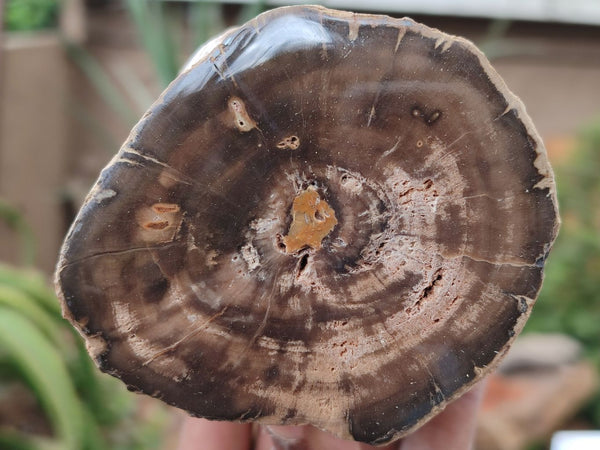 Polished Petrified Wood Slices x 3 From Gokwe, Zimbabwe