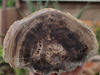 Polished Petrified Wood Slices x 3 From Gokwe, Zimbabwe