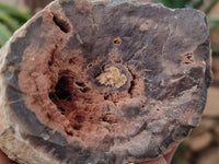 Polished Petrified Wood Slices x 3 From Gokwe, Zimbabwe