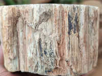 Polished Petrified Wood Slices x 3 From Gokwe, Zimbabwe