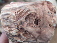 Polished Petrified Wood Slices x 3 From Gokwe, Zimbabwe