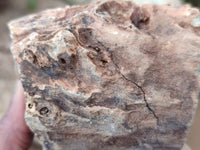 Polished Petrified Wood Slices x 3 From Gokwe, Zimbabwe