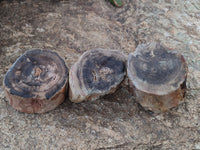 Polished Petrified Wood Slices x 3 From Gokwe, Zimbabwe