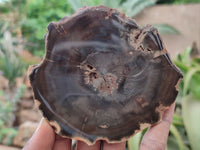 Polished Petrified Wood Slices x 6 From Gokwe, Zimbabwe