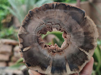 Polished Petrified Wood Slices x 6 From Gokwe, Zimbabwe