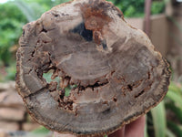 Polished Petrified Wood Slices x 6 From Gokwe, Zimbabwe