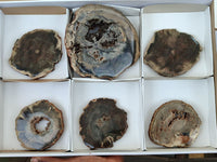 Polished Petrified Wood Slices x 6 From Gokwe, Zimbabwe