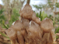 Natural Smokey Quartz Clusters x 2 From Luena, Congo