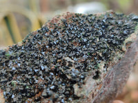 Natural Libethenite Crystals On Dolomite Matrix Specimens x 4 From Shituru, Congo