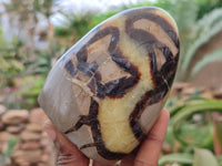 Polished Septerye Standing Free Forms x 4 From Madagascar