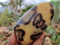 Polished Septerye Standing Free Forms x 4 From Madagascar