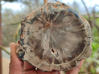 Polished Petrified Wood Branch Pieces x 4 From Gokwe, Zimbabwe