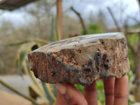 Polished Petrified Wood Branch Pieces x 4 From Gokwe, Zimbabwe