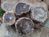 Polished Petrified Wood Branch Pieces x 4 From Gokwe, Zimbabwe