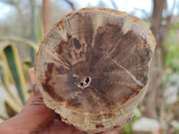 Polished Petrified Wood Branch Pieces x 4 From Gokwe, Zimbabwe