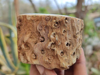 Polished Petrified Wood Branch Pieces x 4 From Gokwe, Zimbabwe