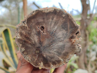 Polished Petrified Wood Branch Pieces x 4 From Gokwe, Zimbabwe