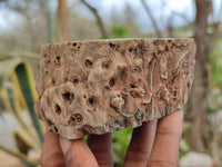 Polished Petrified Wood Branch Pieces x 4 From Gokwe, Zimbabwe