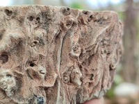 Polished Petrified Wood Branch Pieces x 4 From Gokwe, Zimbabwe