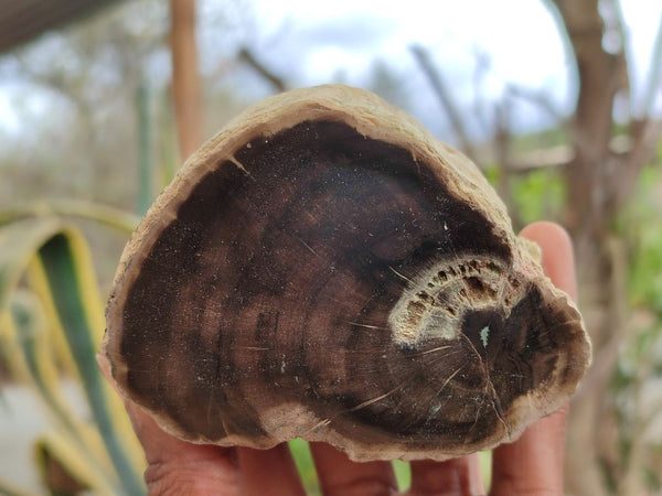 Polished Petrified Wood Branch Pieces x 4 From Gokwe, Zimbabwe