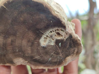 Polished Petrified Wood Branch Pieces x 4 From Gokwe, Zimbabwe