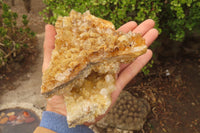 Natural Golden Limonite Quartz Cluster x 2 From Zambia