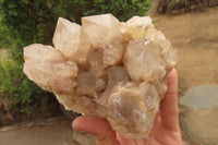 Natural Classic Cascading Smokey Phantom Quartz Clusters x 2 From Luena, Congo