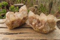 Natural Classic Cascading Smokey Phantom Quartz Clusters x 2 From Luena, Congo