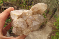 Natural Classic Cascading Smokey Phantom Quartz Clusters x 2 From Luena, Congo