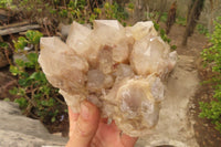 Natural Classic Cascading Smokey Phantom Quartz Clusters x 2 From Luena, Congo