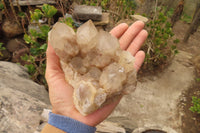 Natural Classic Cascading Smokey Phantom Quartz Clusters x 2 From Luena, Congo