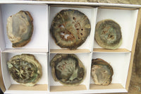 Polished Petrified Wood Slices x 6 From Gokwe, Zimbabwe