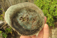 Polished Petrified Wood Slices x 6 From Gokwe, Zimbabwe