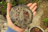 Polished Petrified Wood Slices x 6 From Gokwe, Zimbabwe