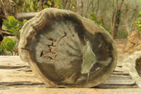 Polished Petrified Wood Slices x 6 From Gokwe, Zimbabwe