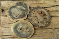 Polished Petrified Wood Slices x 6 From Gokwe, Zimbabwe