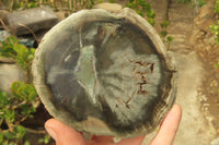 Polished Petrified Wood Slices x 6 From Gokwe, Zimbabwe