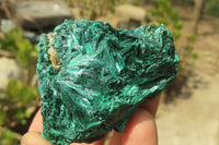 Natural Silky Malachite Specimens x 12 From Kasompe, Congo