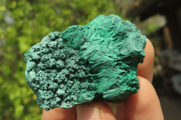 Natural Silky Malachite Specimens x 12 From Kasompe, Congo