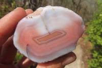 Polished Red Sashe River Agate Nodules x 6 From Zimbabwe