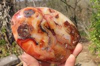 Polished Carnelian Standing Free Forms x 2 From Madagascar