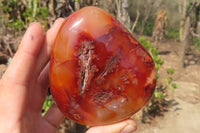 Polished Carnelian Standing Free Forms x 2 From Madagascar