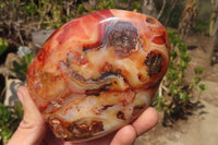 Polished Carnelian Standing Free Forms x 2 From Madagascar