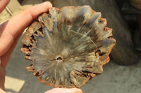 Polished Petrified Wood Slices x 6 From Gokwe, Zimbabwe