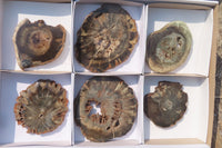 Polished Petrified Wood Slices x 6 From Gokwe, Zimbabwe